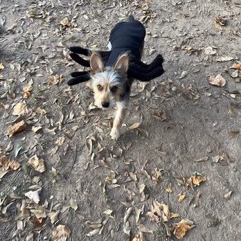 Lexington Terrace Dog Park photo 1